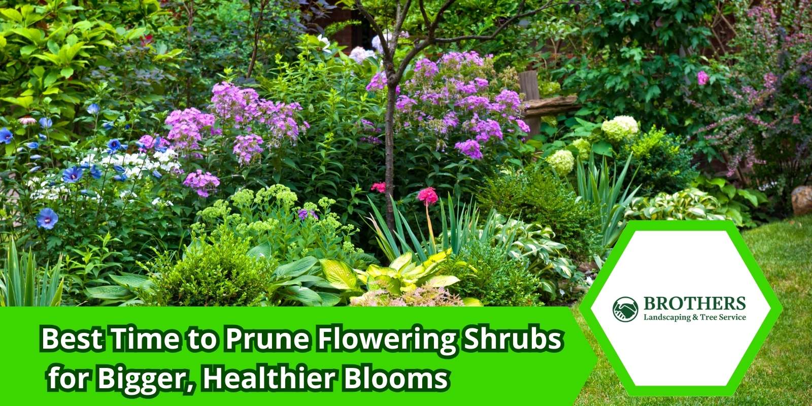 Homeowner pruning flowering shrubs just after spring bloom