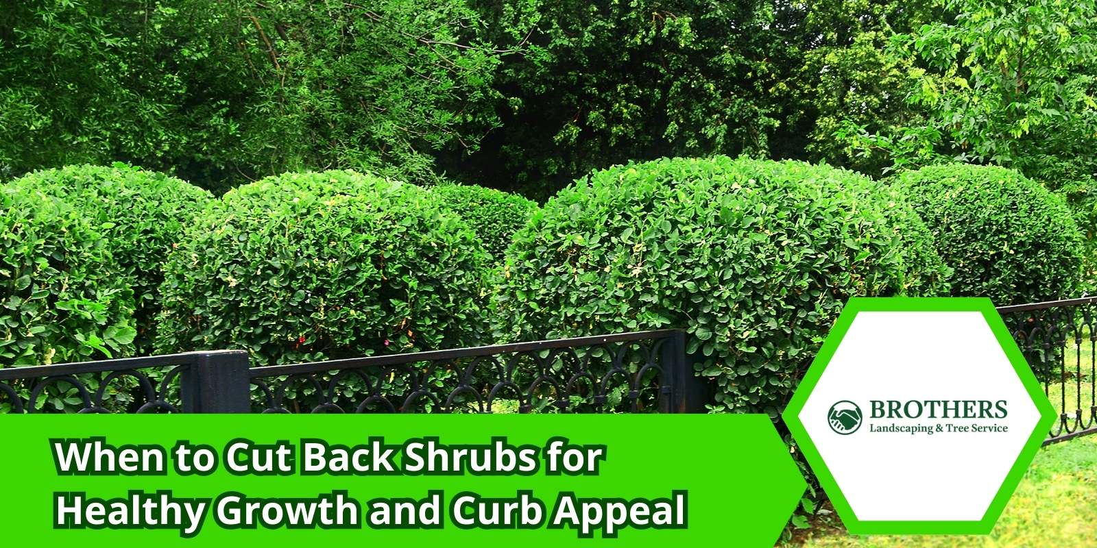 Gardener pruning a shrub during the summer season for healthy growth