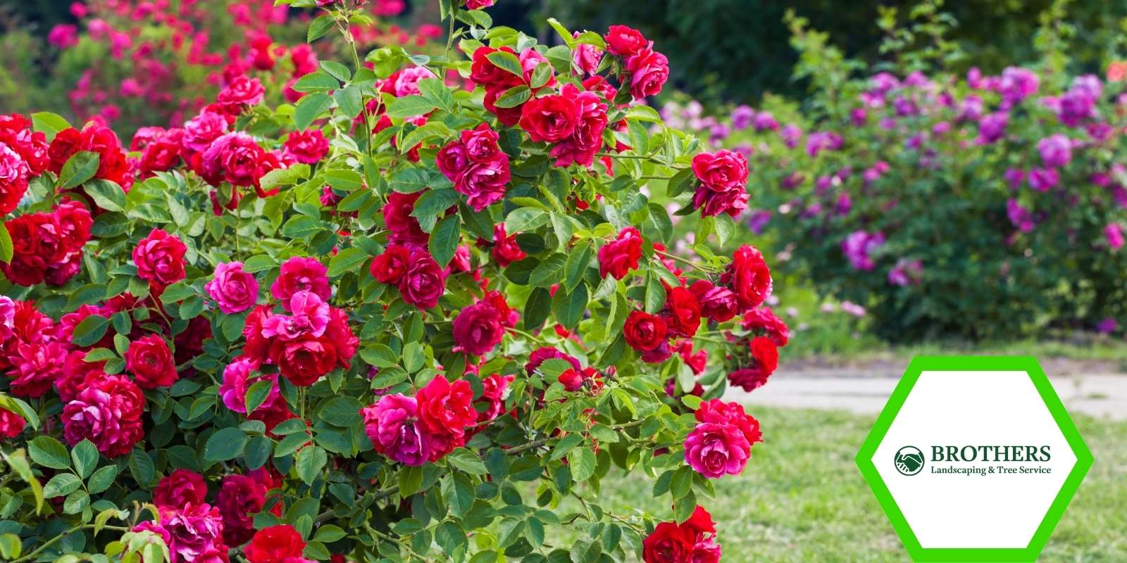 Trimming all-season flowering shrubs for continuous blooms