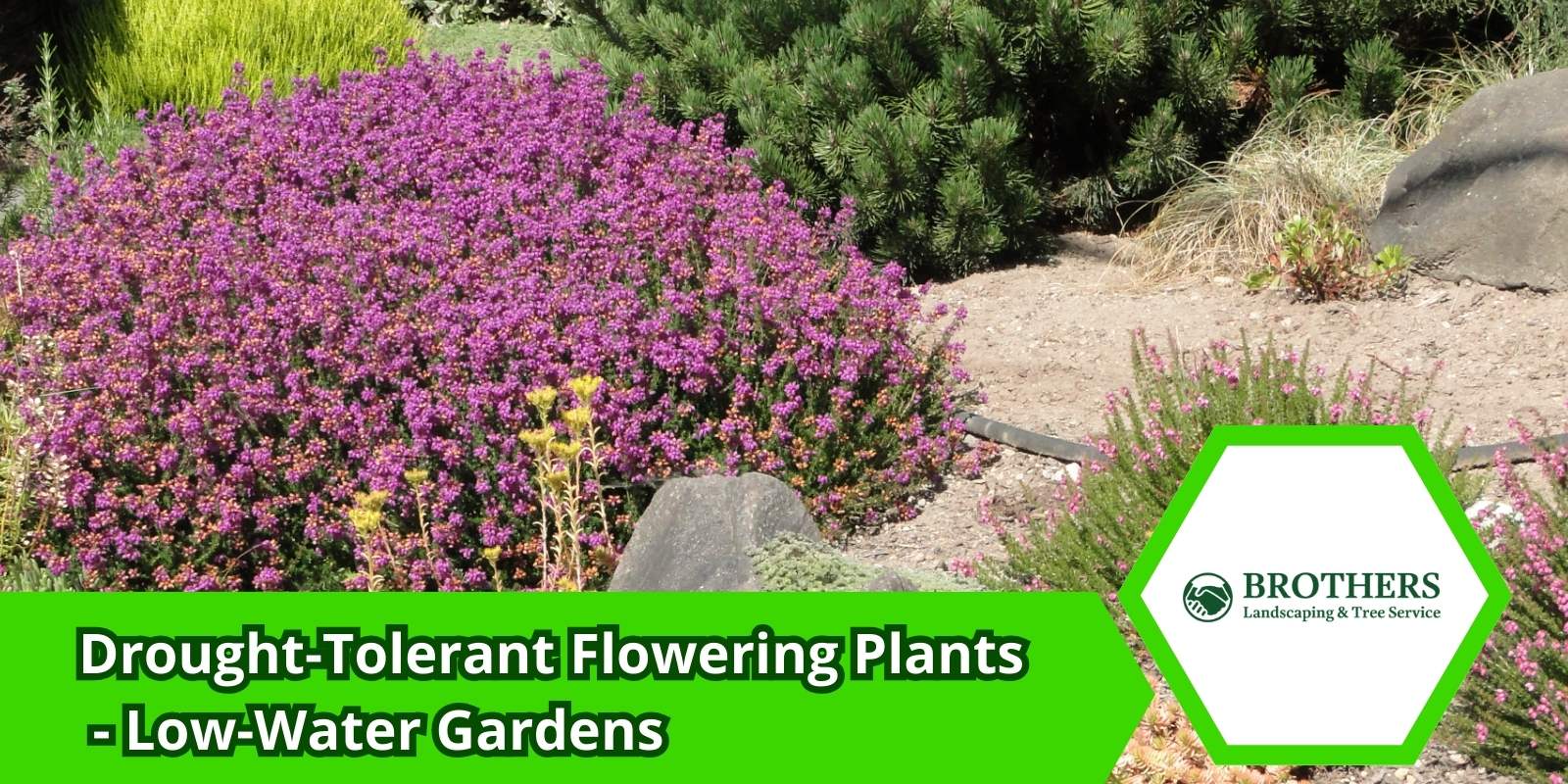 Front yard with drought-tolerant flowers including lavender and coneflower