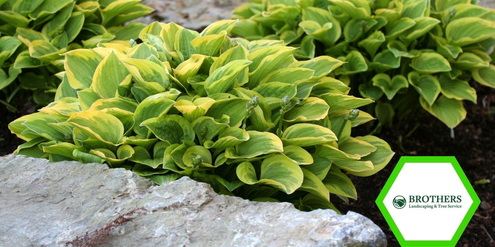 Shaded front yard bed filled with hostas and drought-tolerant flowers