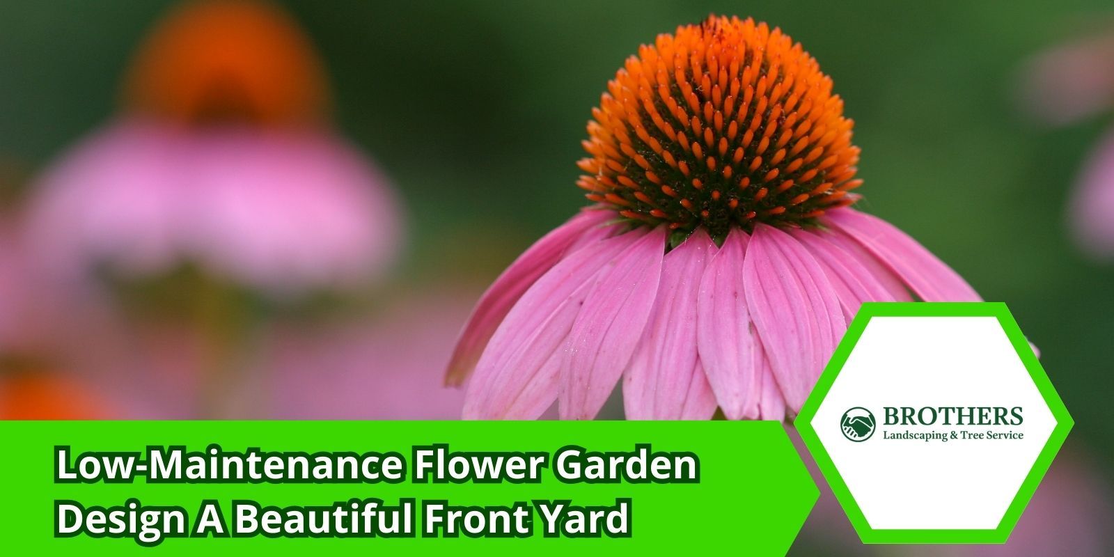 Low-maintenance flower garden layout with coneflowers and sedum