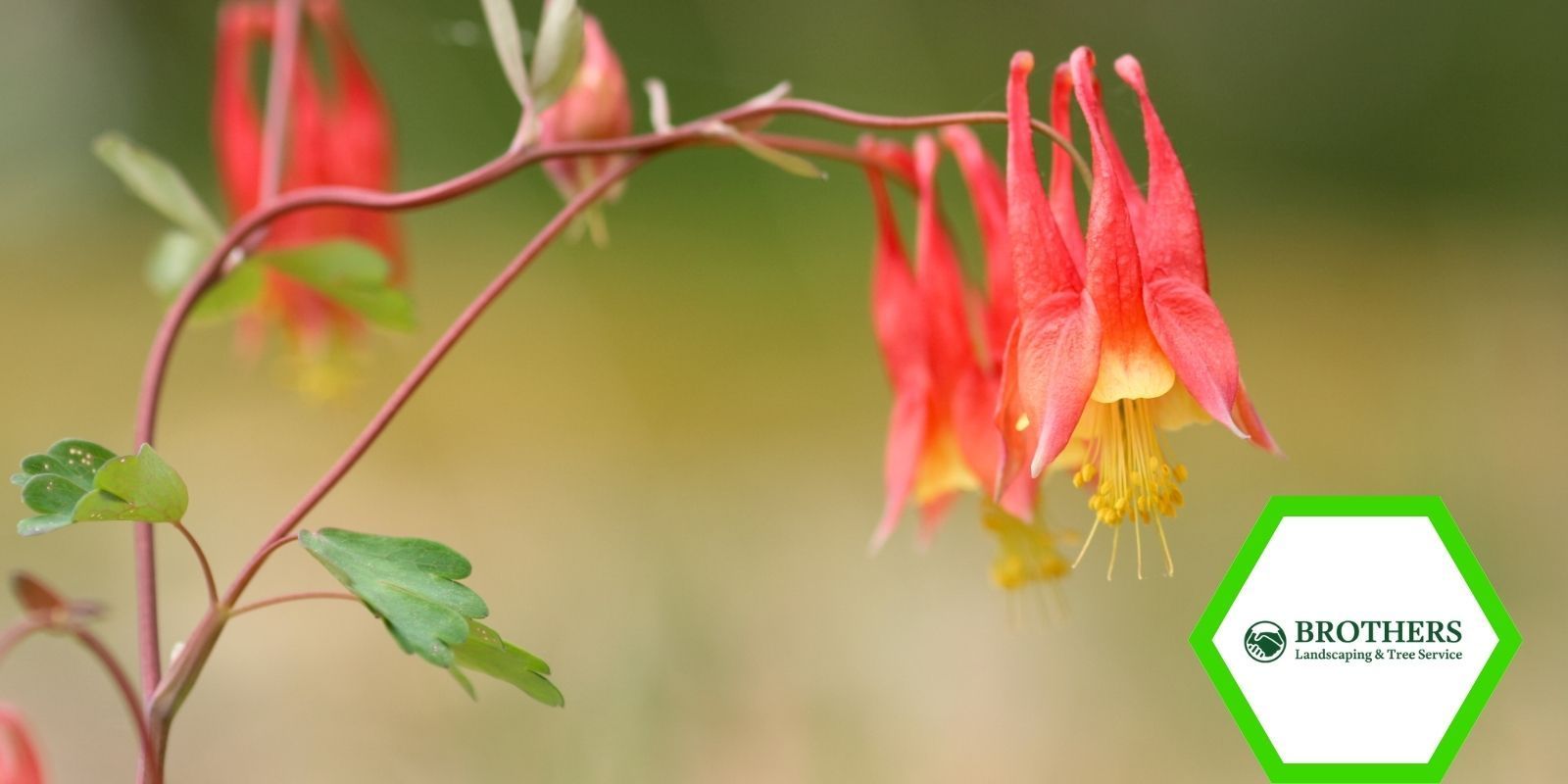 Red columbine growing in a shaded garden bed