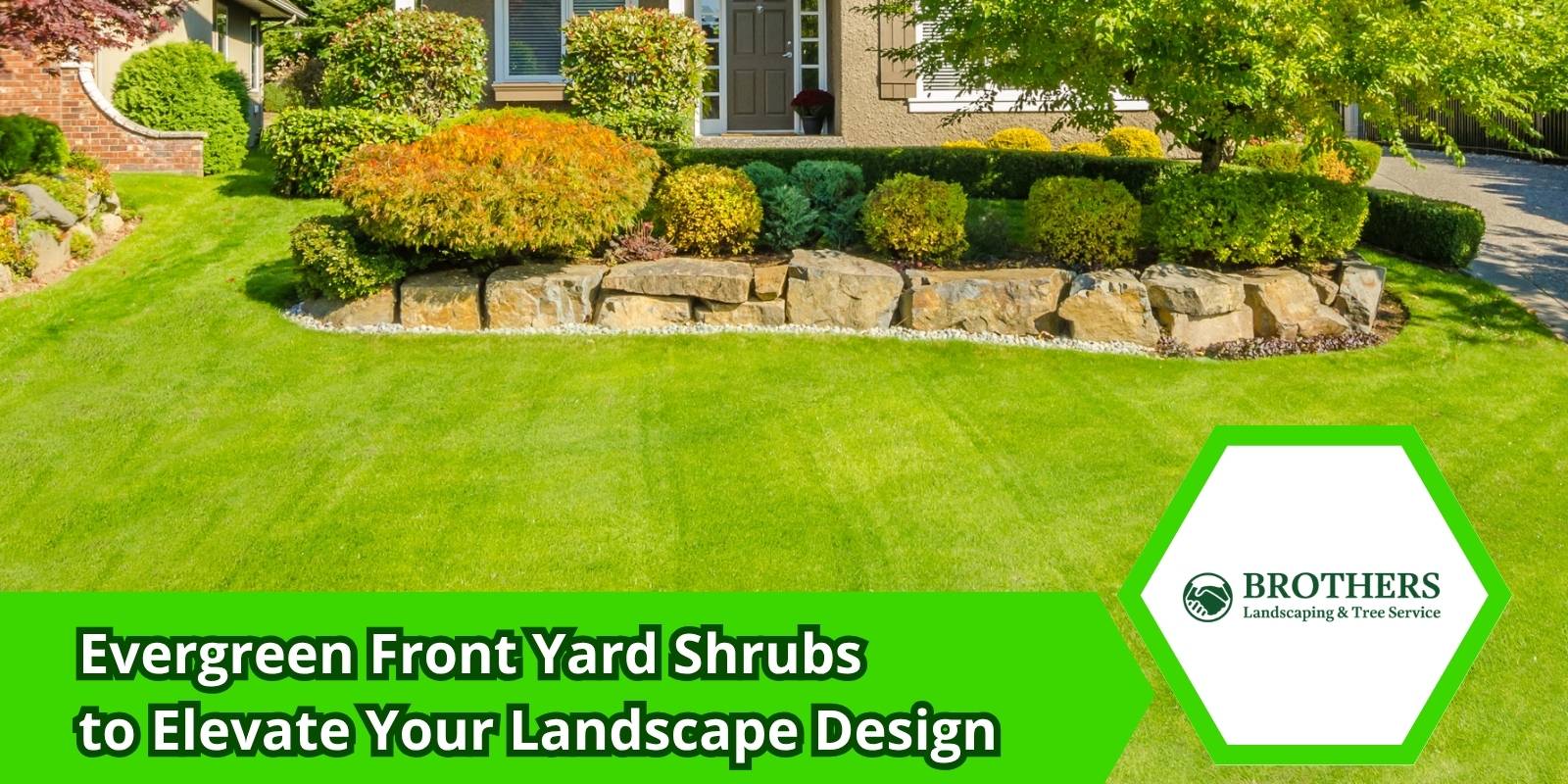 Evergreen shrubs planted in a modern front yard landscape