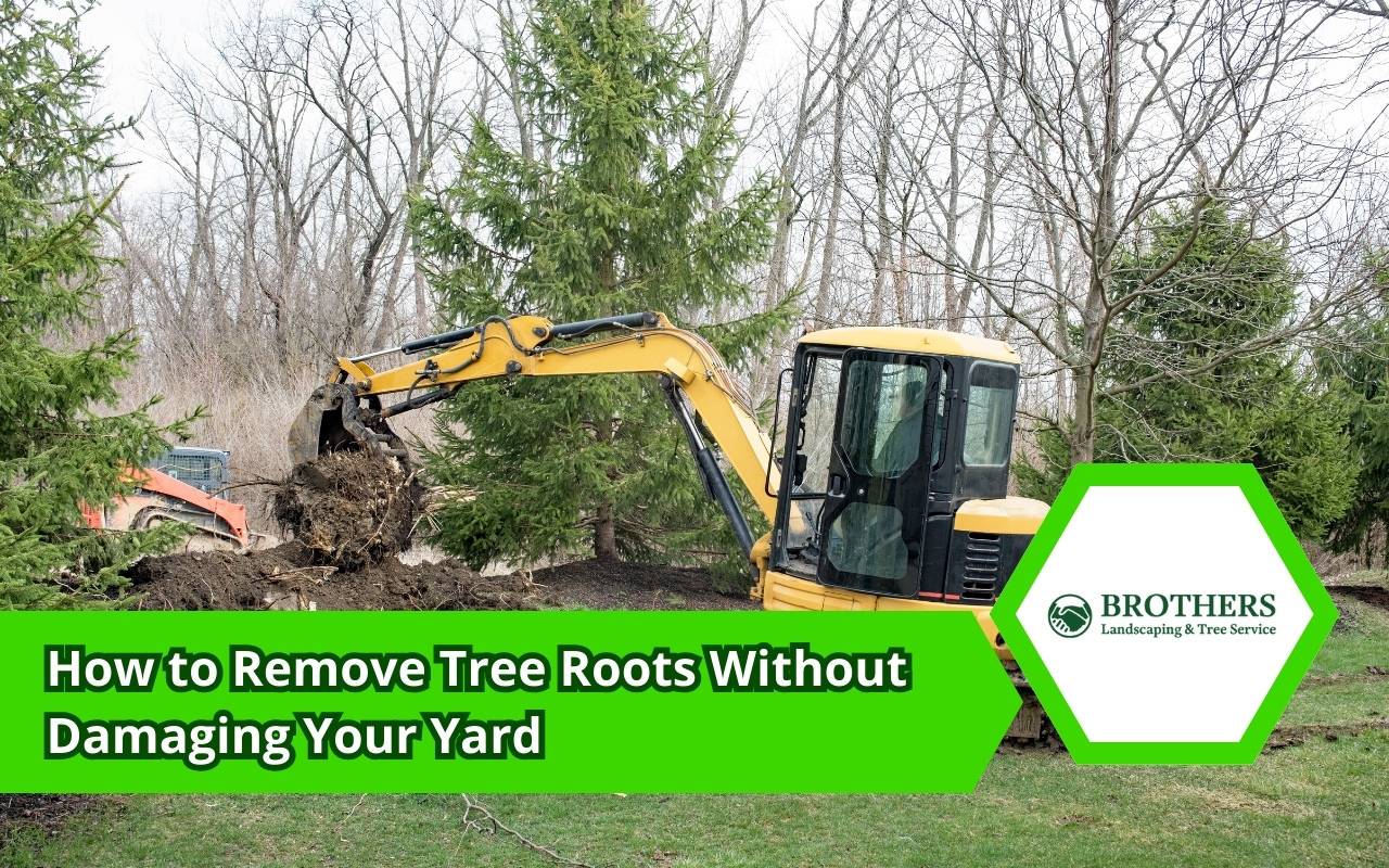 Arborist digging to remove tree roots safely from a yard