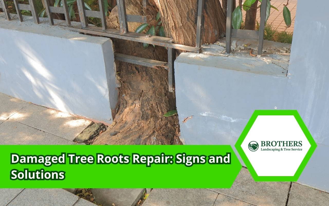 Arborist applying mulch to protect damaged root zone