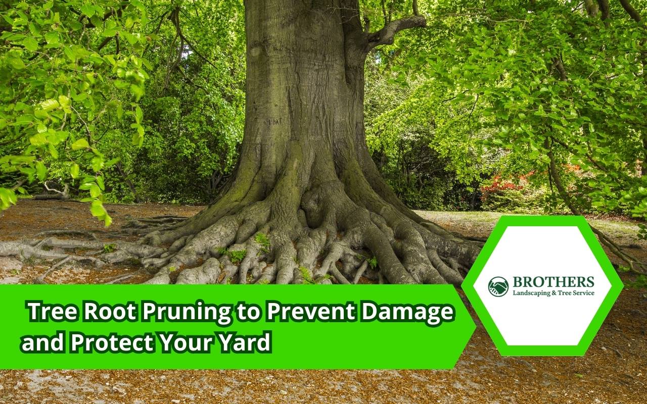 Arborist pruning surface roots safely near sidewalk