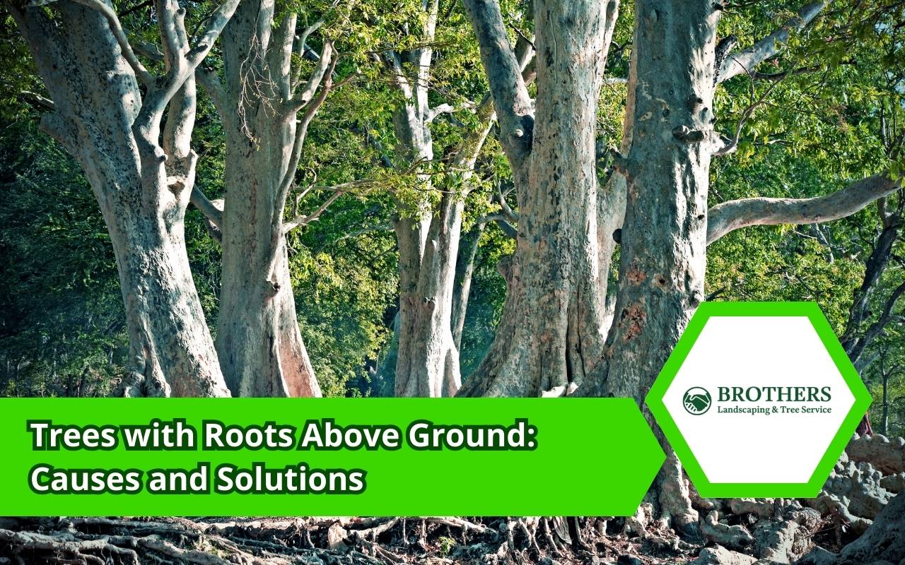 Tree roots exposed above the surface of a front lawn