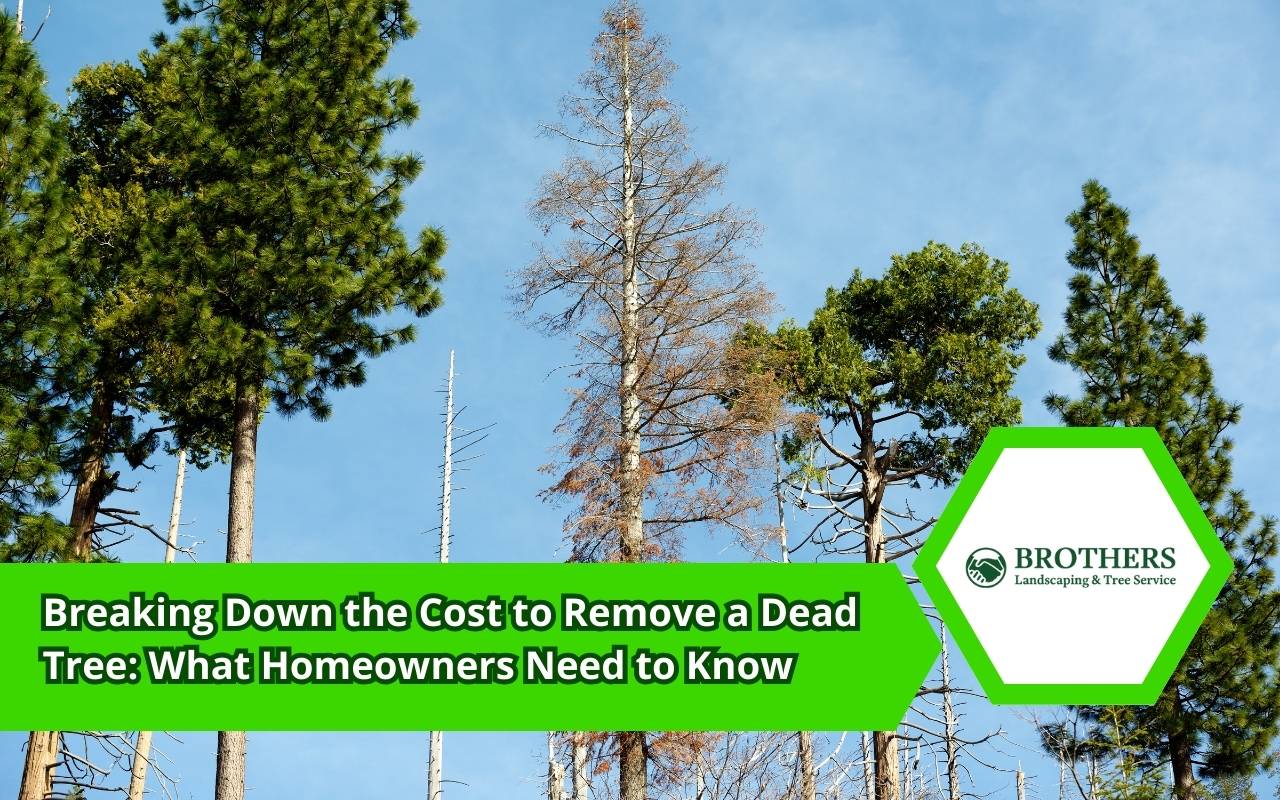 Practical tips to reduce the cost to remove a dead tree