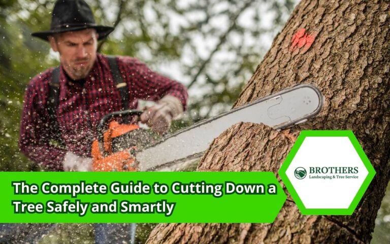 How to Cut Down a Tree Safely | Complete Guide & Tips
