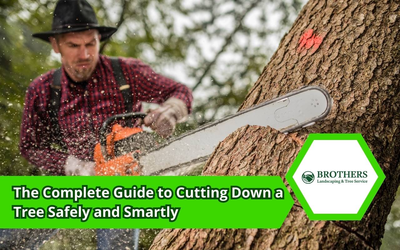 Essential tools for how to cut down a tree safely