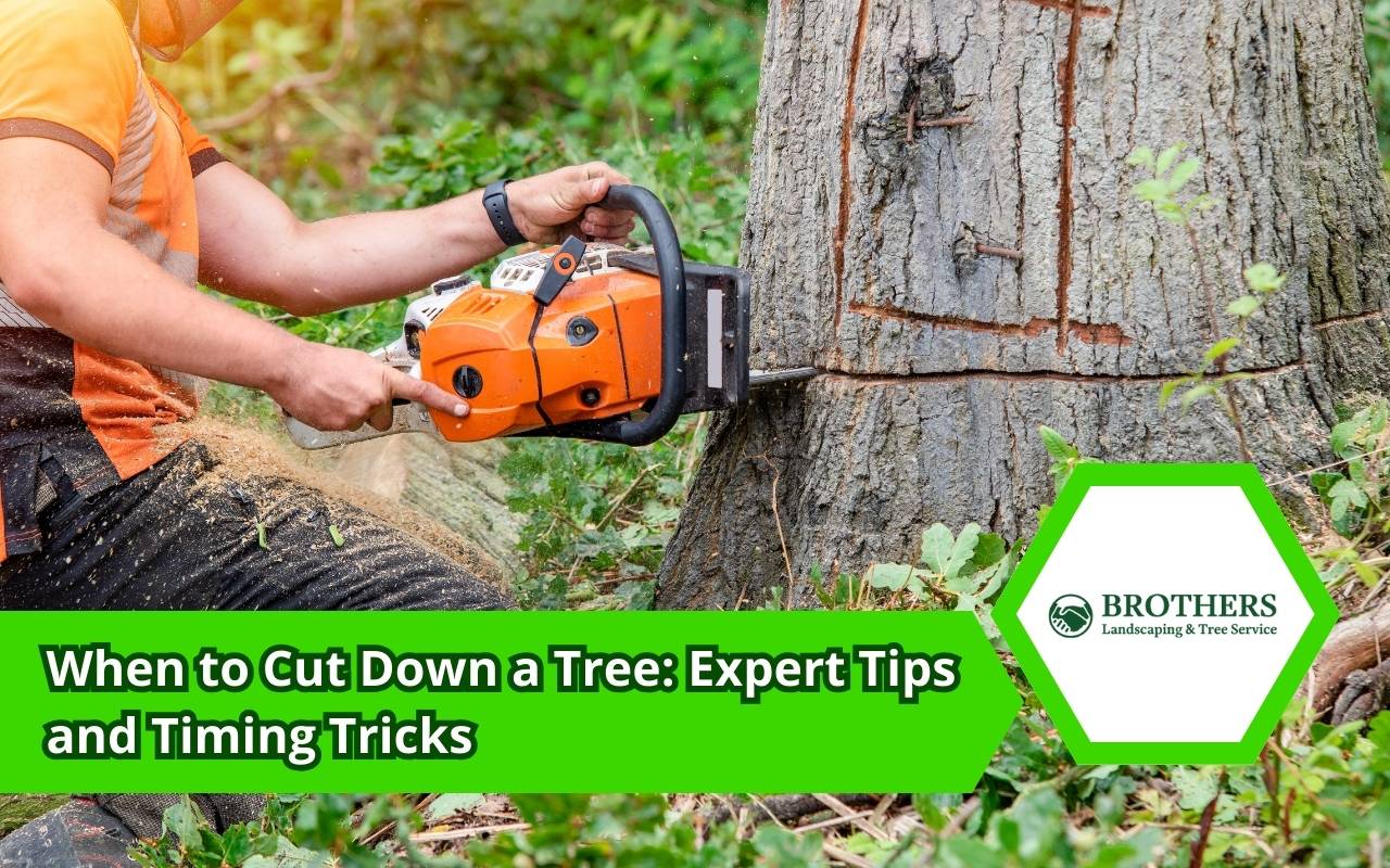 Signs showing when to cut down a tree safely