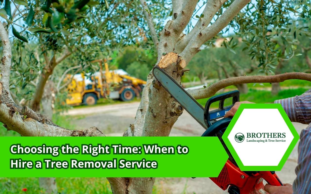 Signs that show when to hire a tree removal service