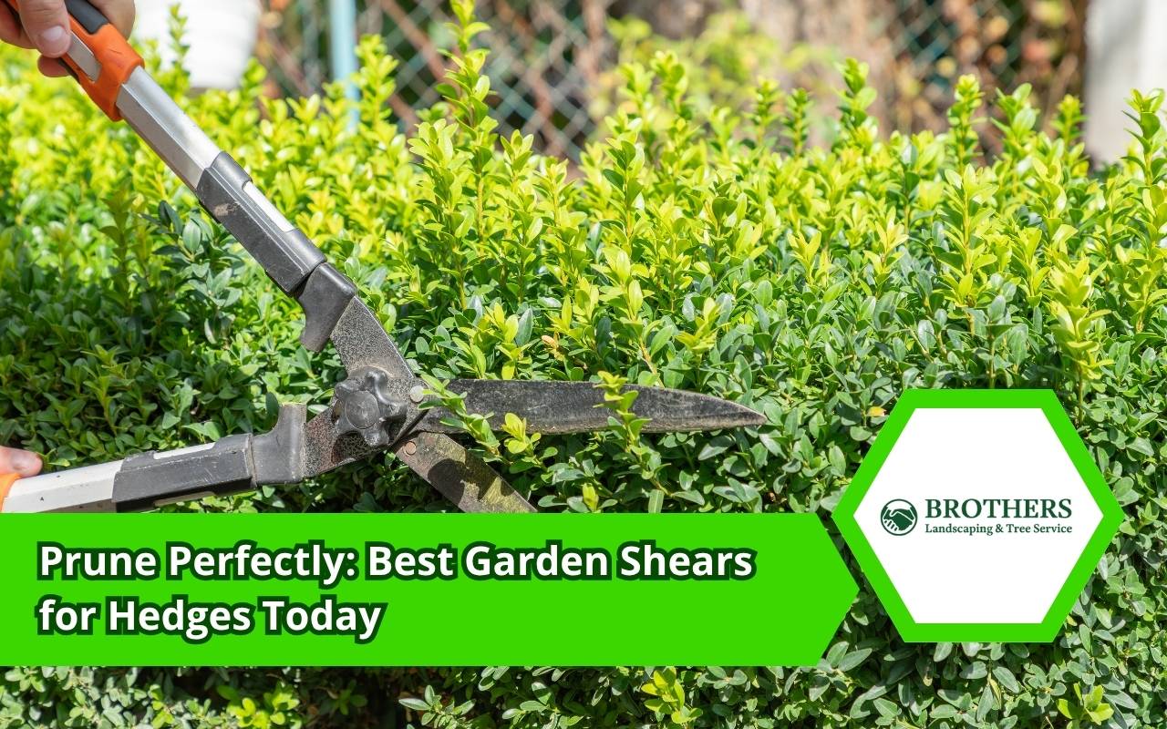 Garden shears for hedges trimming healthy branches