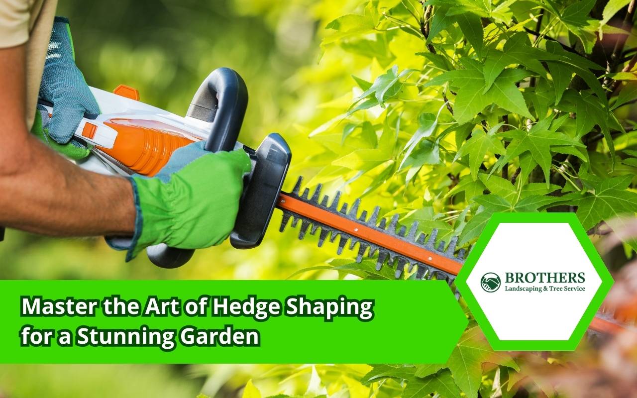 Hedge shaping in garden landscaping