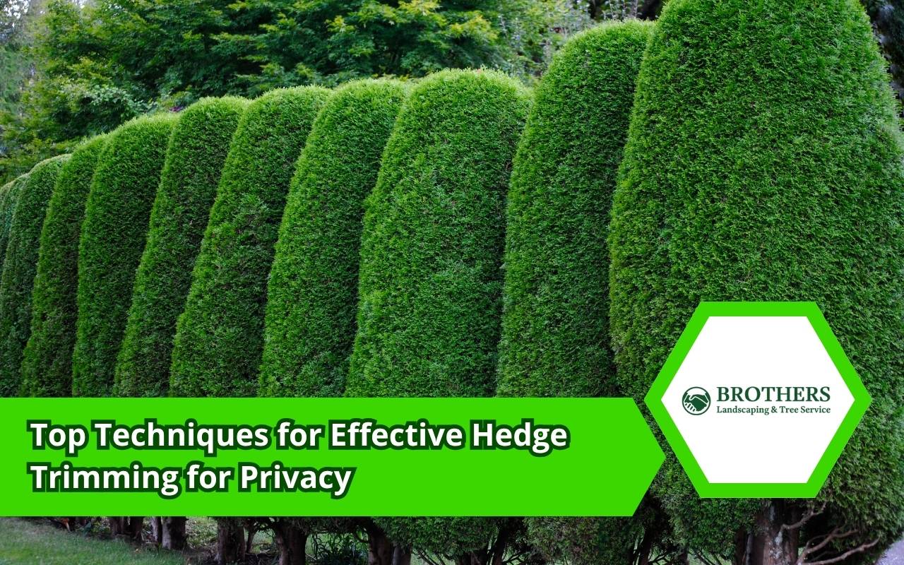 Hedge trimming for privacy guide for homeowners