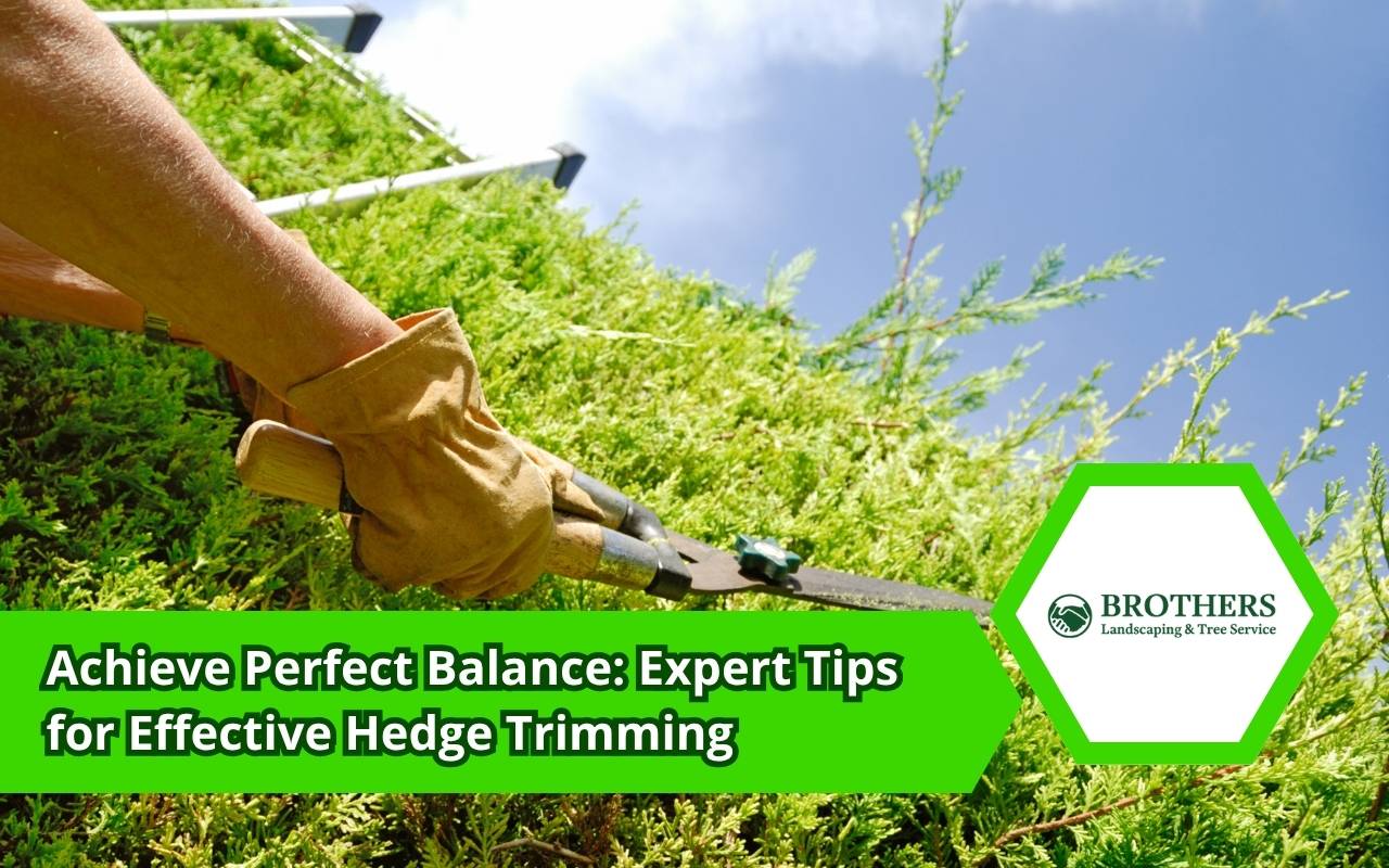 Hedge trimming techniques for neat and even growth