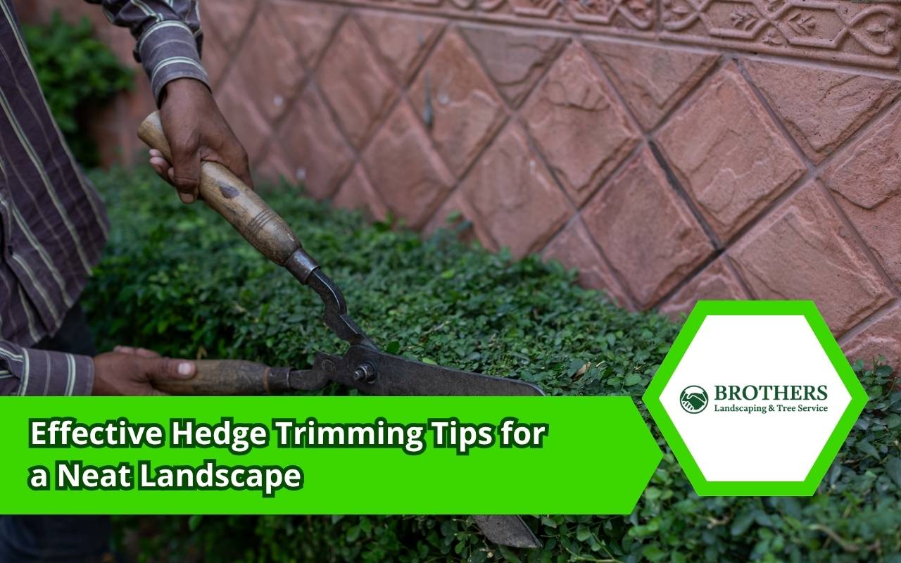Hedge trimming tips for shaping healthy hedges