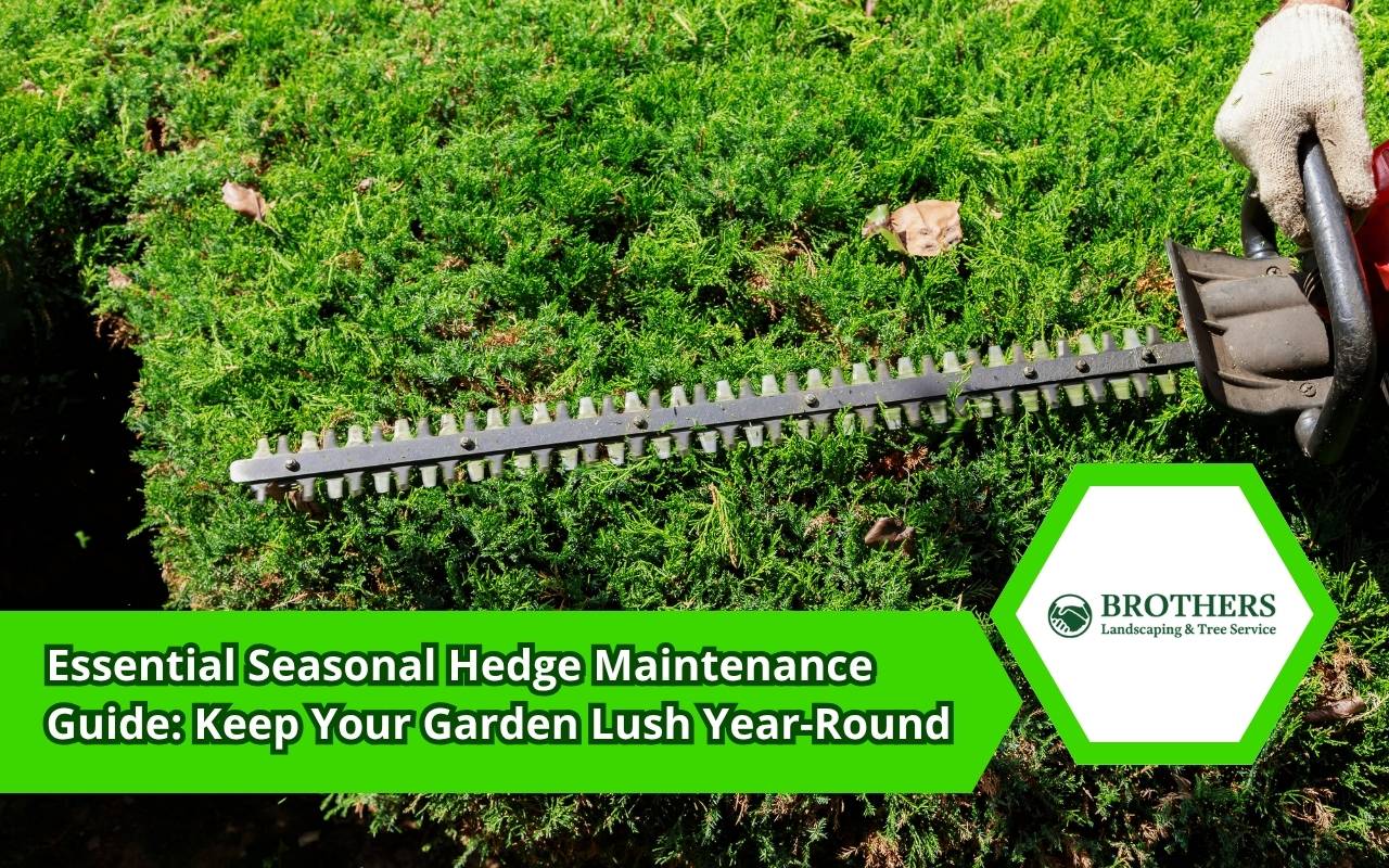 Seasonal hedge maintenance guide spring pruning tips