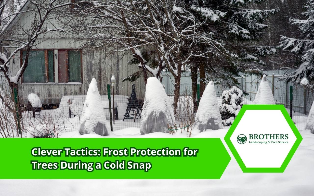 frost protection for trees using winter coverings and frost cloths