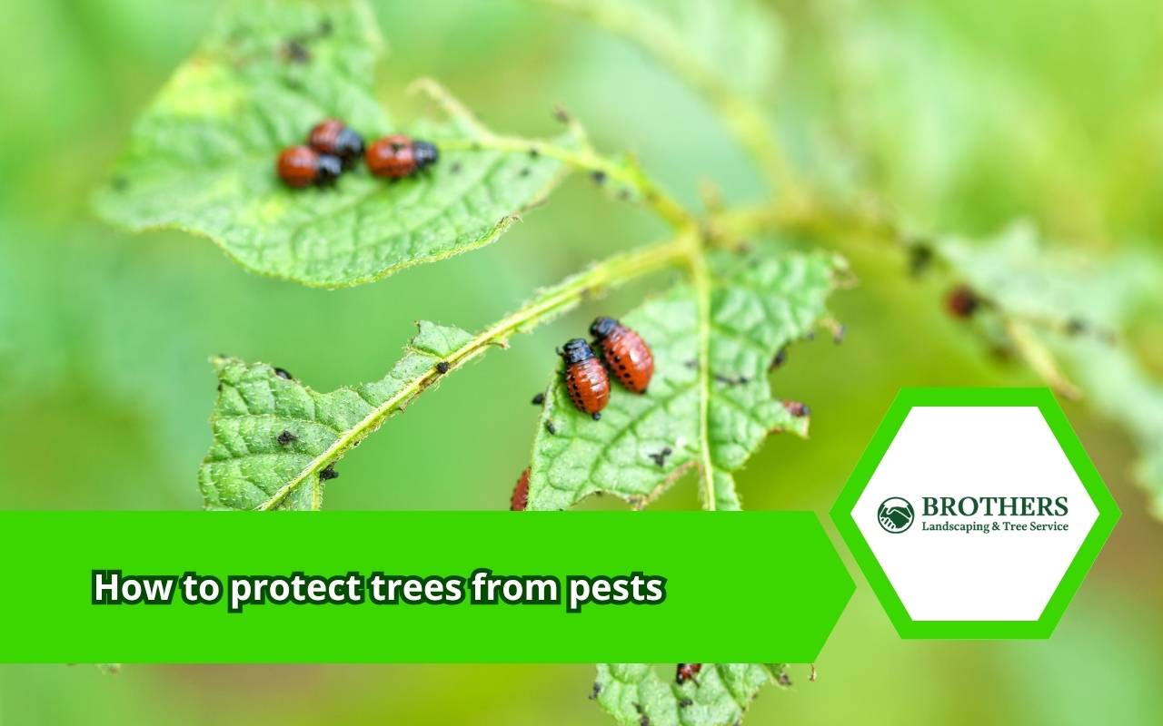 Identifying tree pests during inspection in Belfair WA