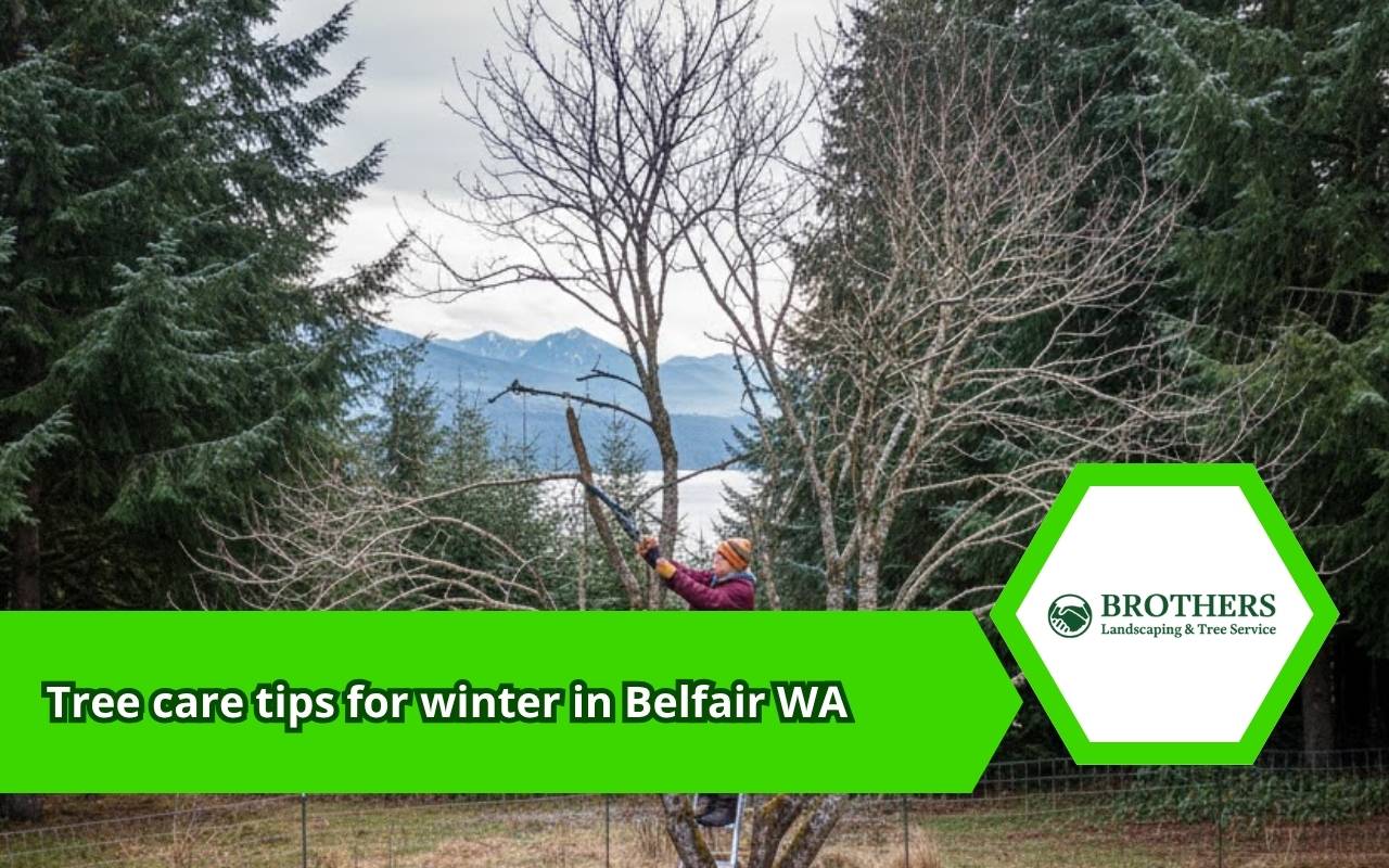 Arborist performing winter tree pruning in Belfair WA