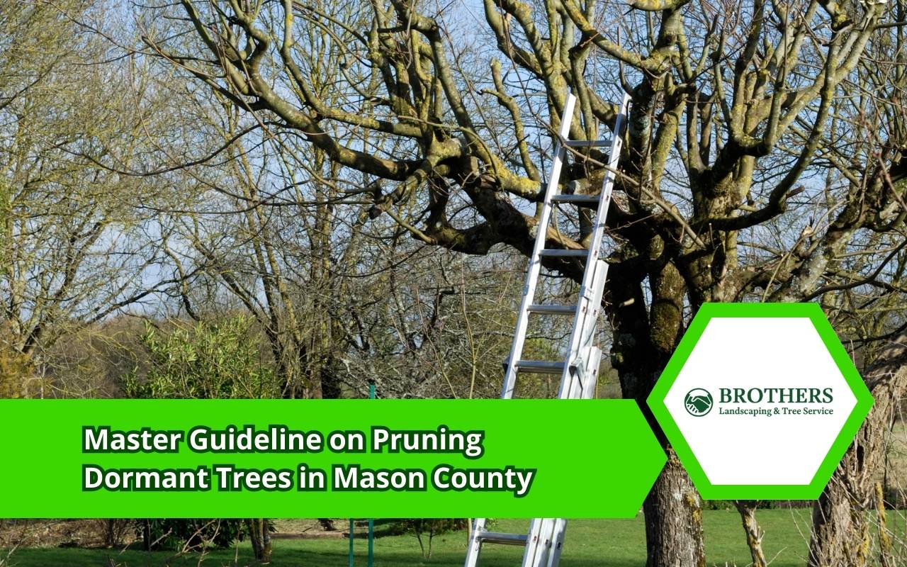 dormant tree pruning in Mason County during winter with safe, simple cuts
