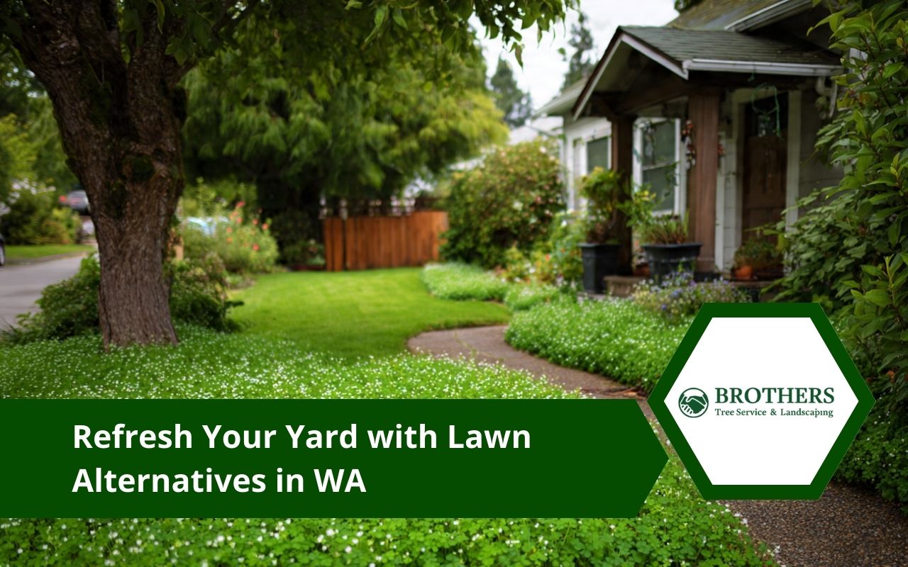 Lawn Alternatives in WA using a clover lawn in a Washington backyard