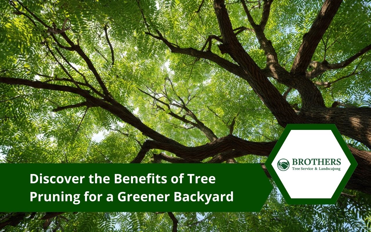 Benefits of tree pruning shown in a bright backyard canopy with healthier branch structure