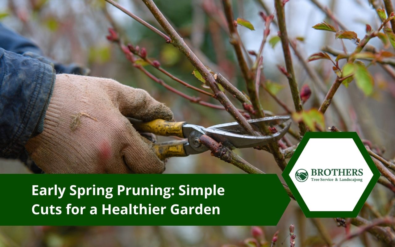 Brothers Tree service & Landscaping team performing early spring pruning safely