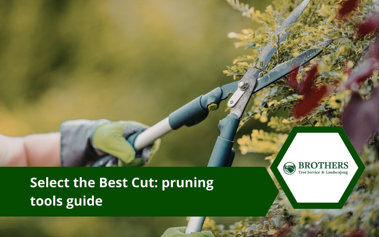 Pruning tools guide showing hand pruners and loppers for clean garden cuts