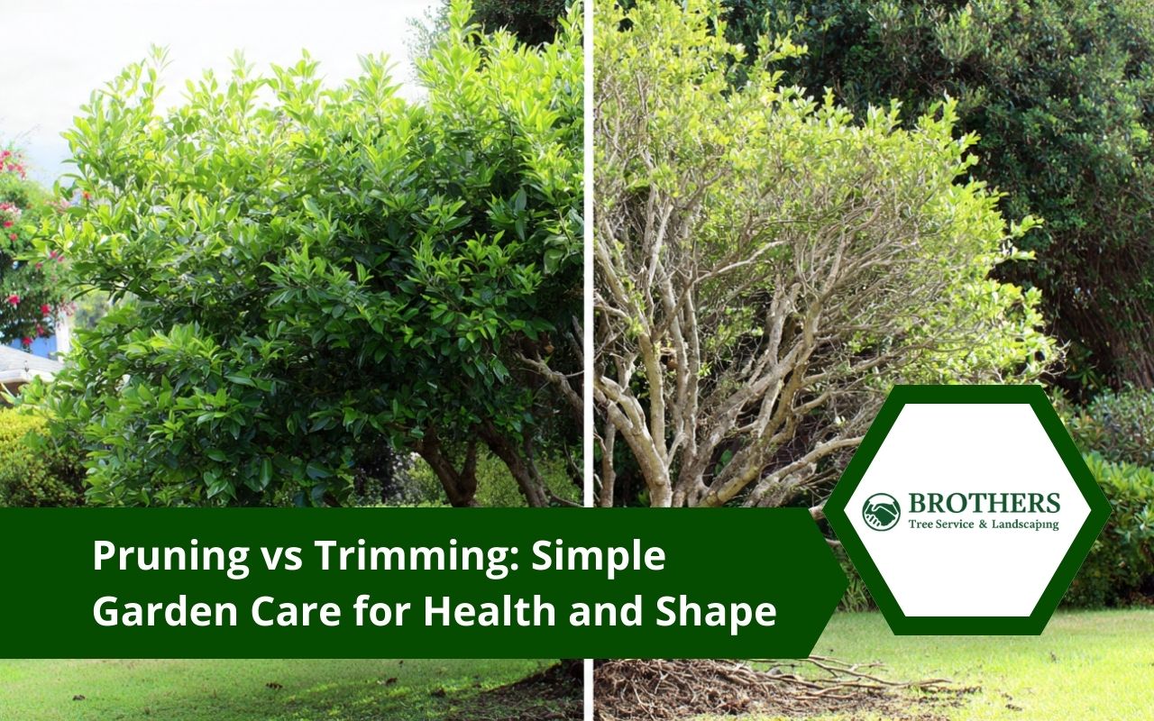 pruning vs trimming overview showing health cuts and shape cuts on a backyard tree