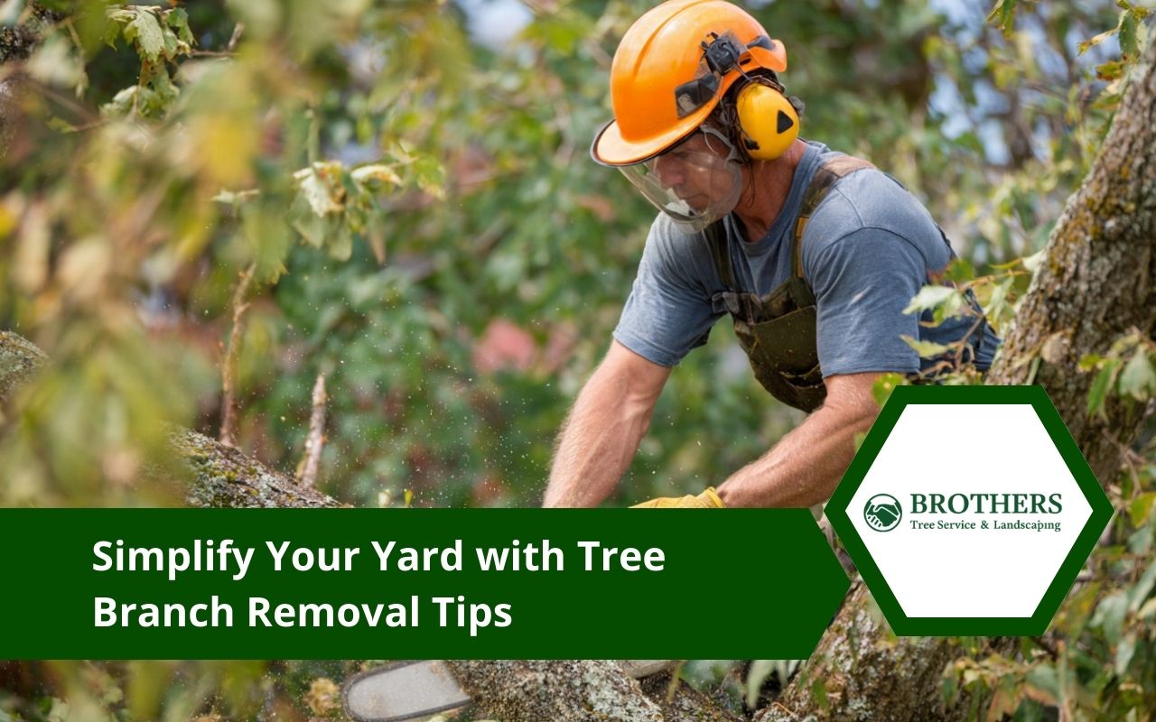 Avoid bark tearing with a clean pruning cut made just outside the branch collar