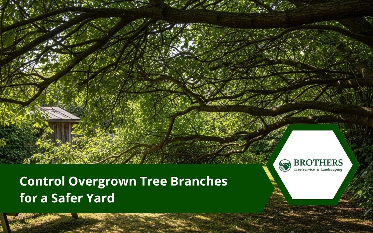 Safe trimming of overgrown tree branches near a home