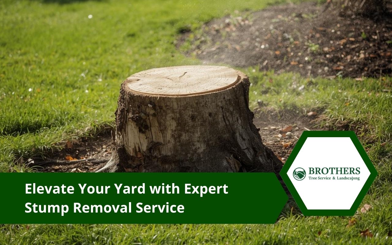 Professional stump removal service for a safer lawn