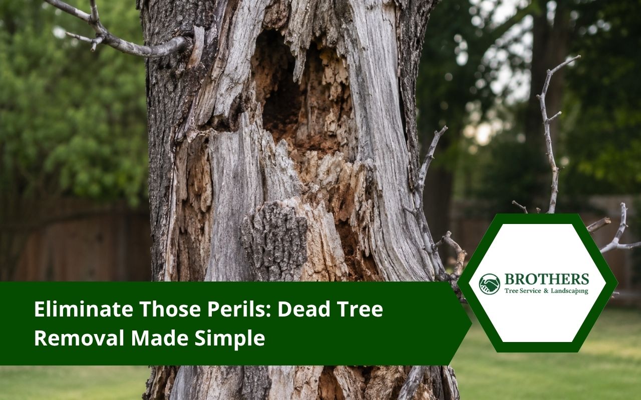 Dead tree removal signs on a dry tree trunk
