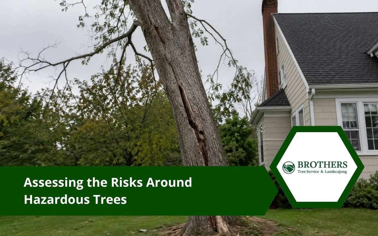 Hazardous trees showing cracks and warning signs near a home