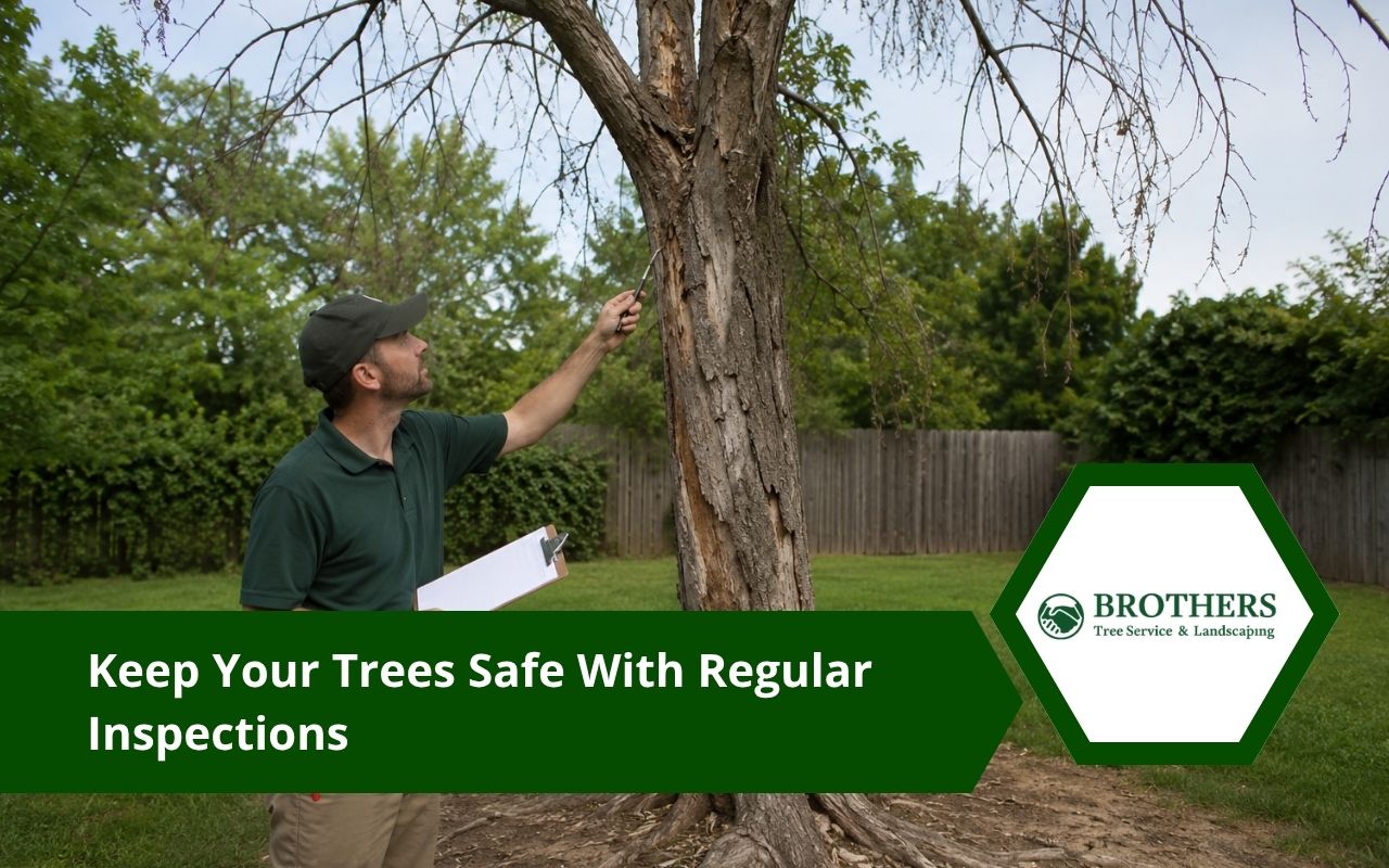 Tree inspection for safer yard and healthy trees