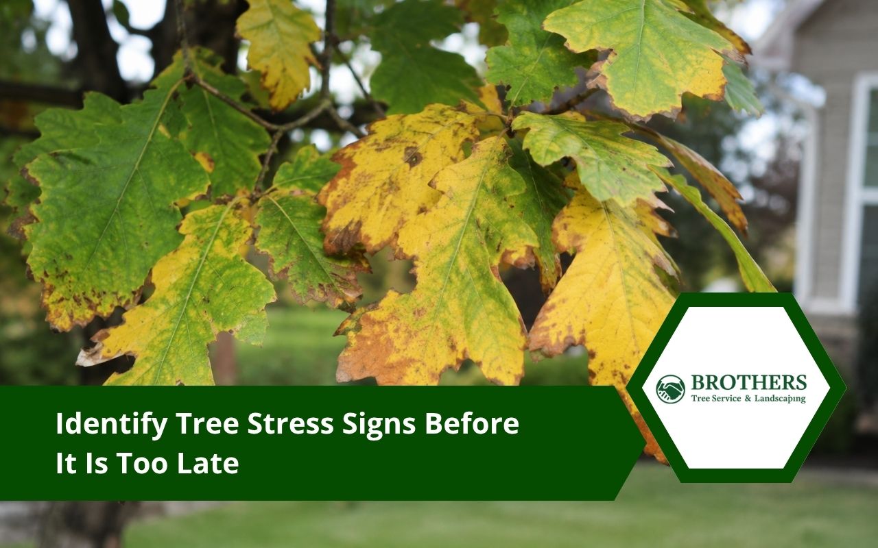 Tree stress signs shown through leaf discoloration