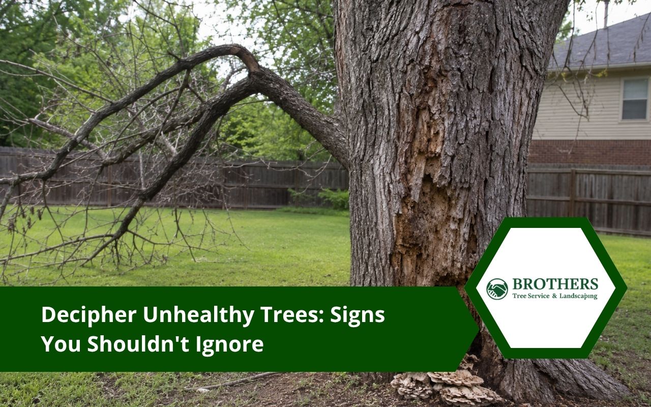 Unhealthy trees showing weak branches and visible decay signs