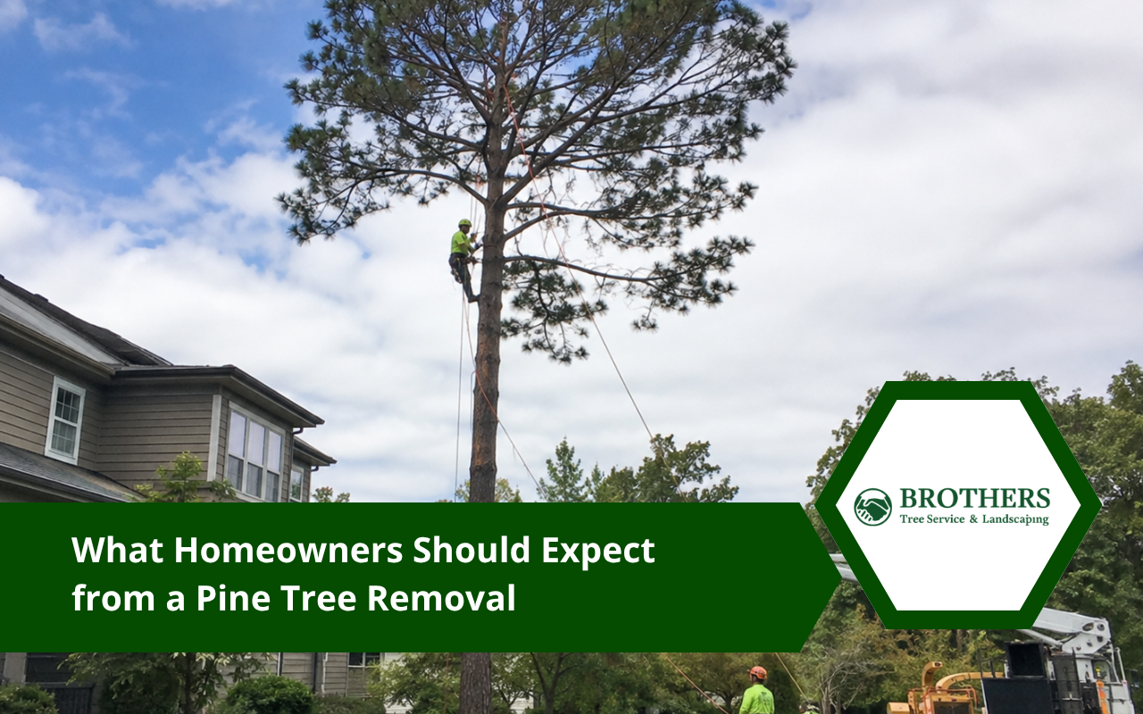 Mature pine tree prepared for controlled removal near residential property